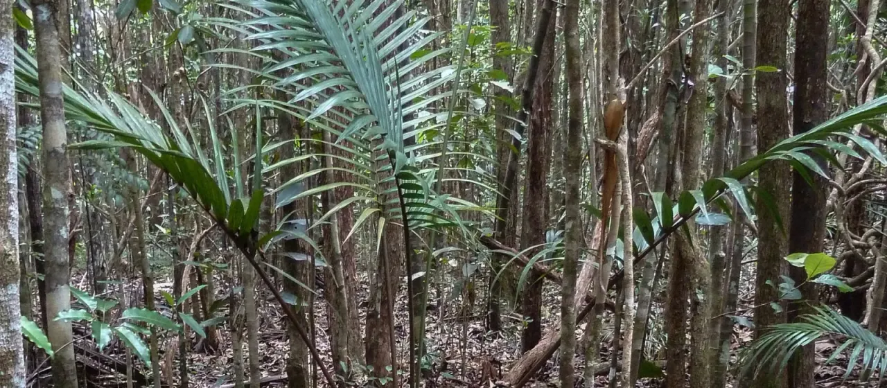Kentiopsis pyriformis