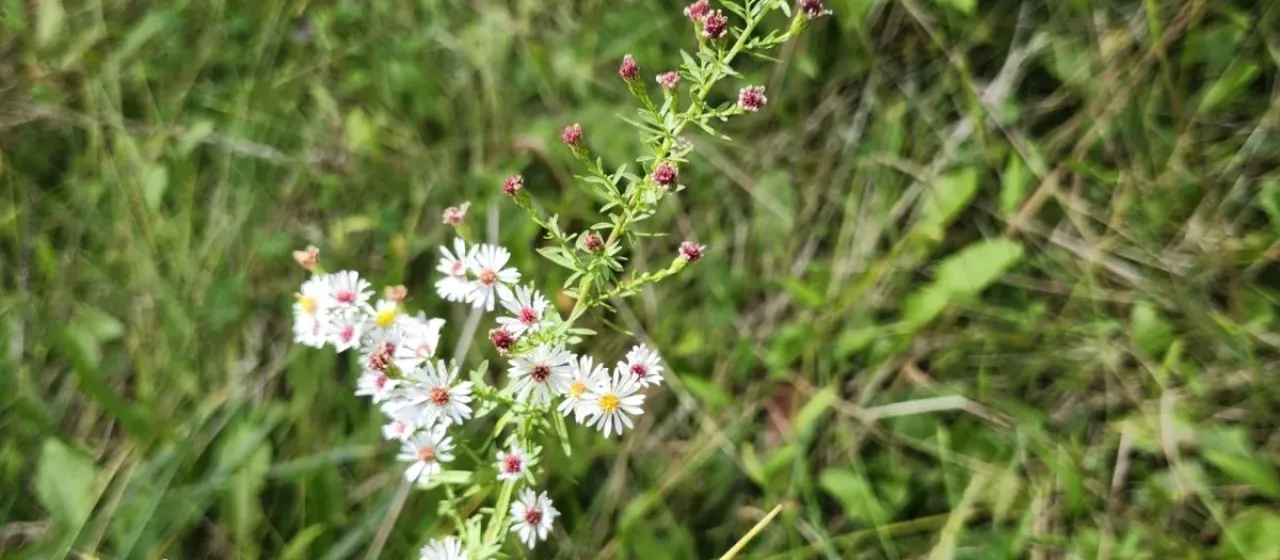 Small-white aster