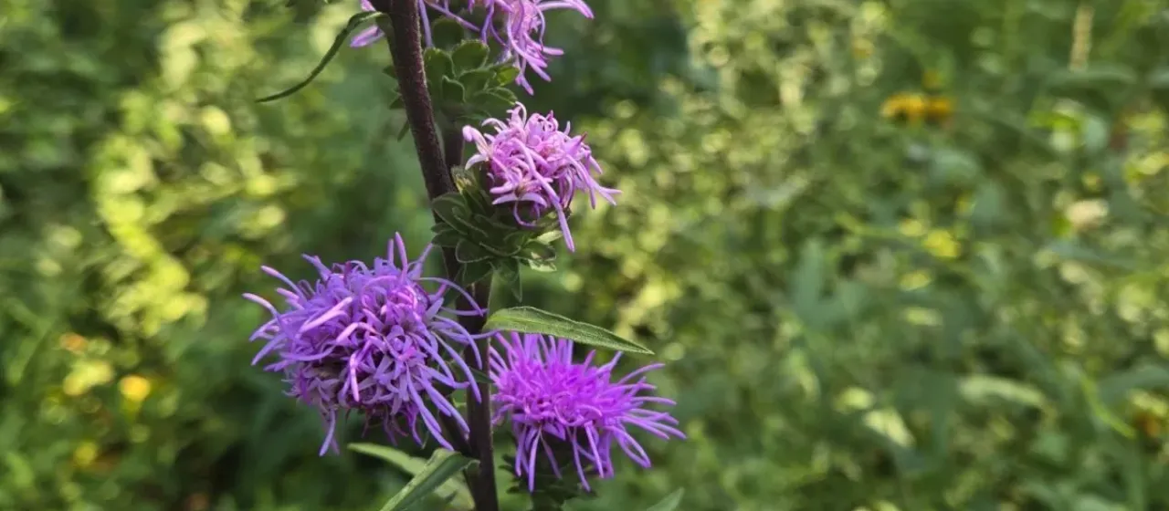Liatris scariosa
