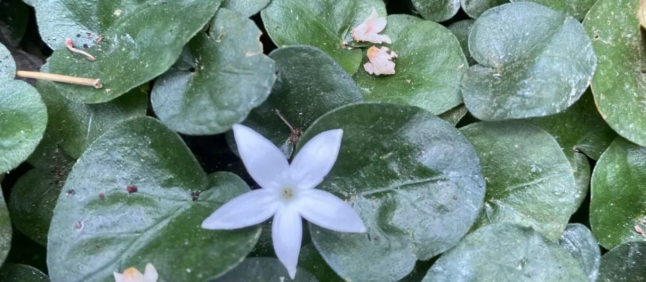 Geophila herbacea