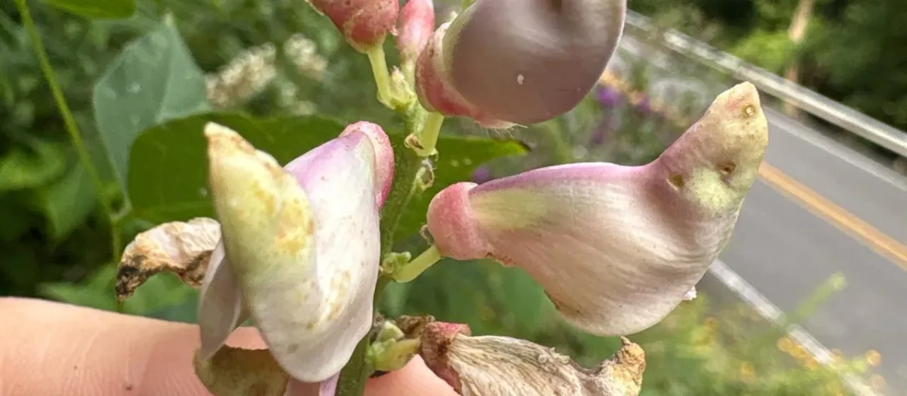 Apios priceana