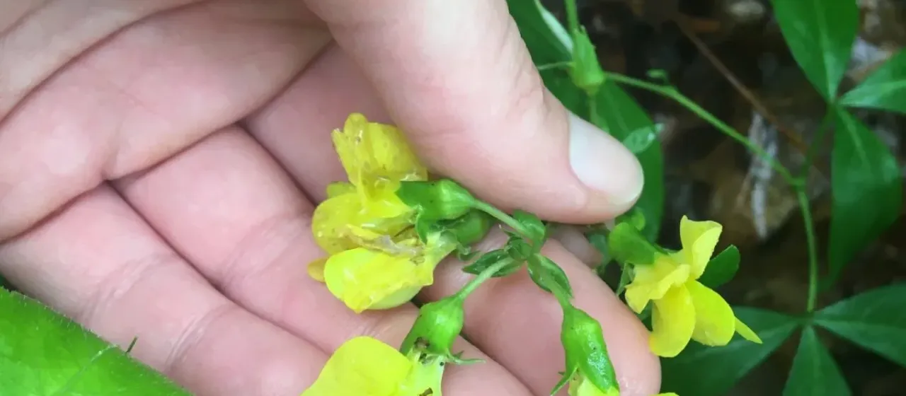 Soft thermopsis
