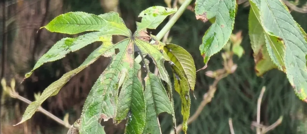Brassaiopsis mitis