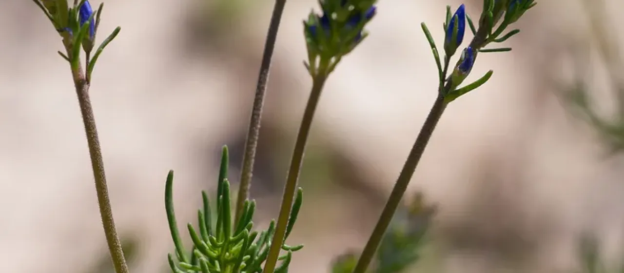 Narrow-leaved speedwell
