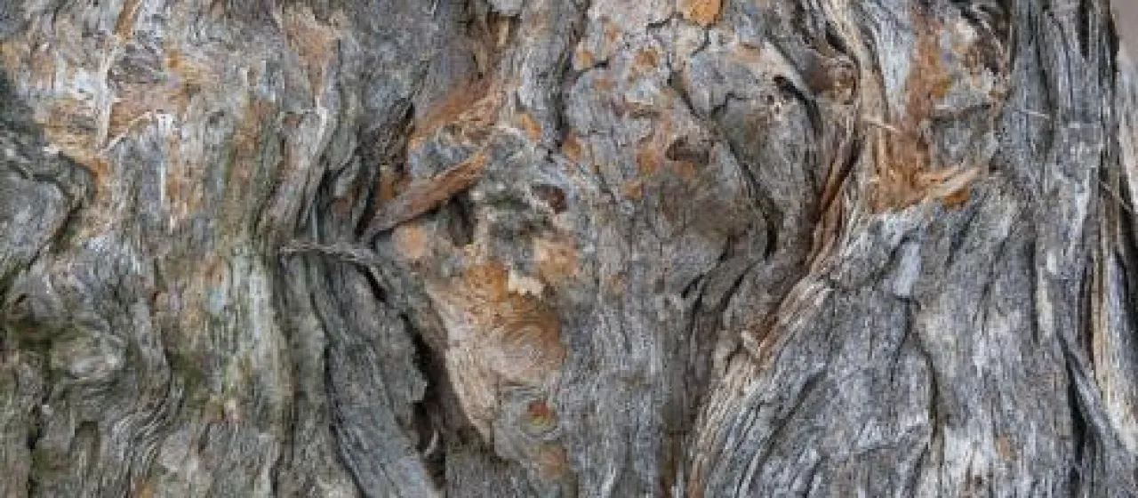 Eucalyptus horistes