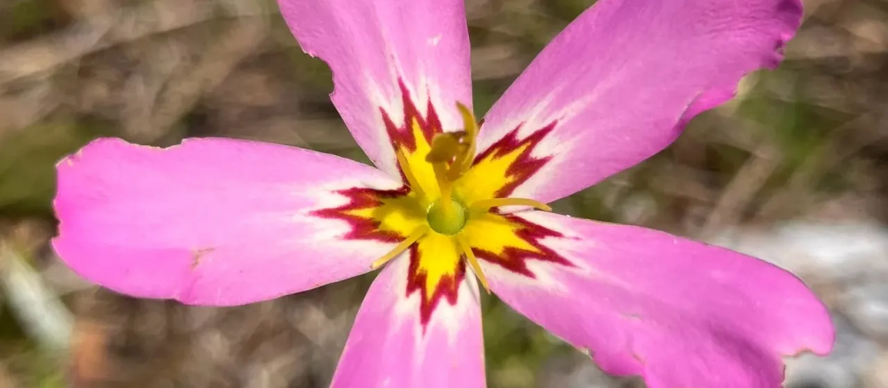 Rose-pink