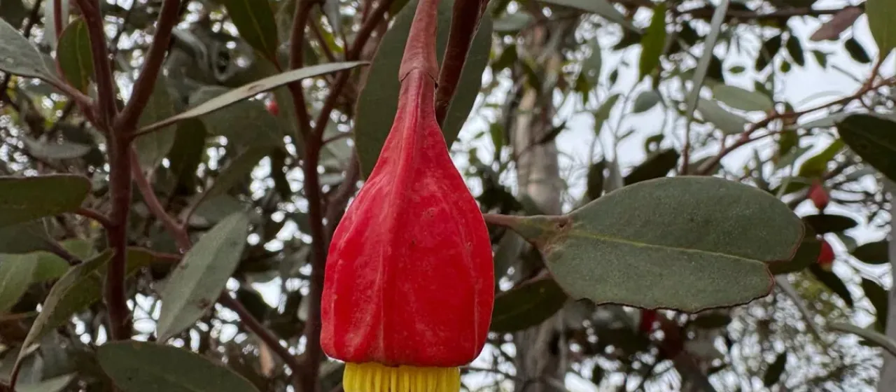 Fuchsia Gum