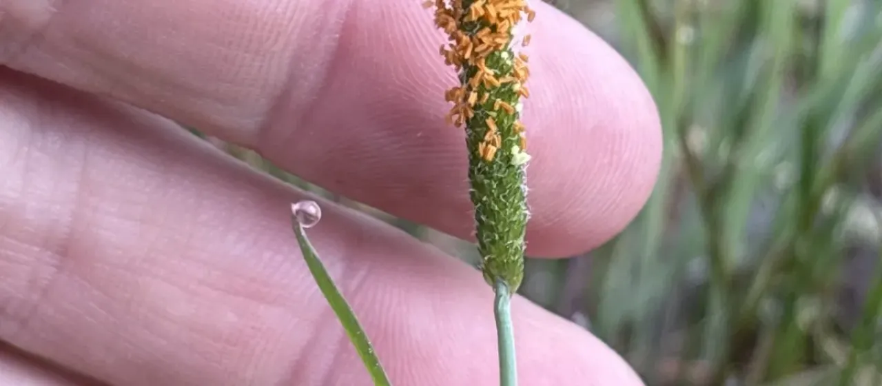 Orange foxtail