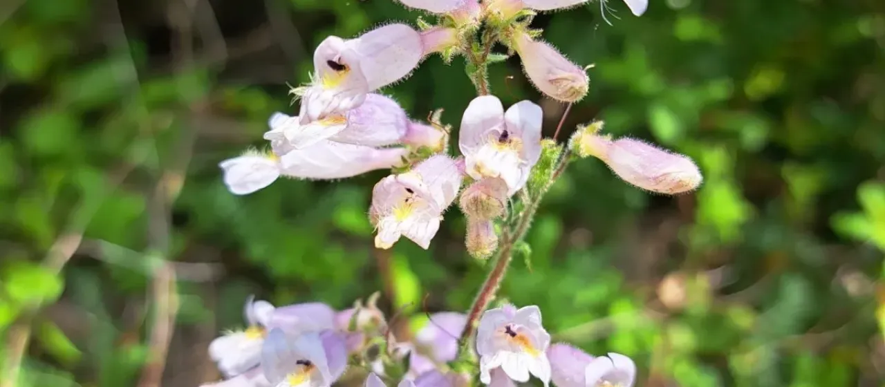 Penstemon canescens