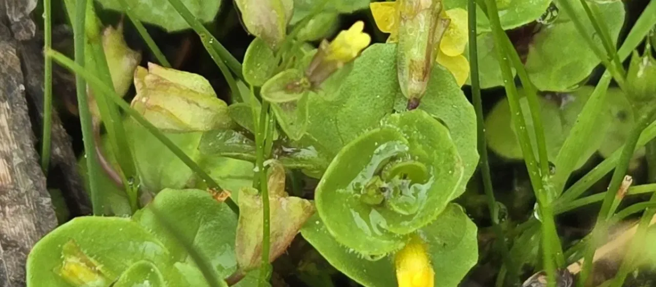 Geyer's monkeyflower