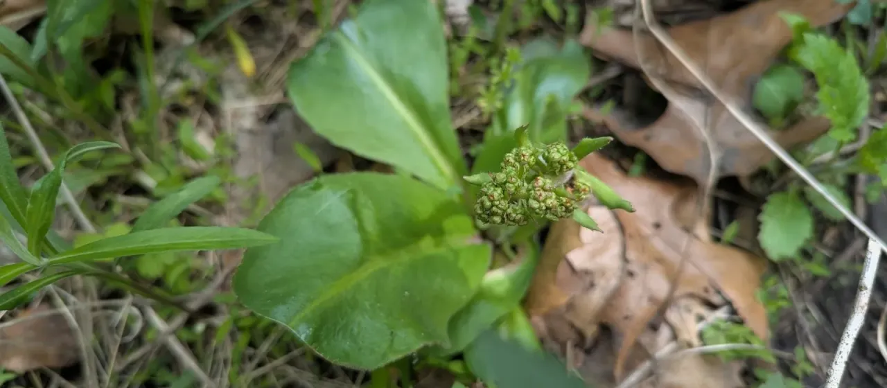 Swamp saxifrage