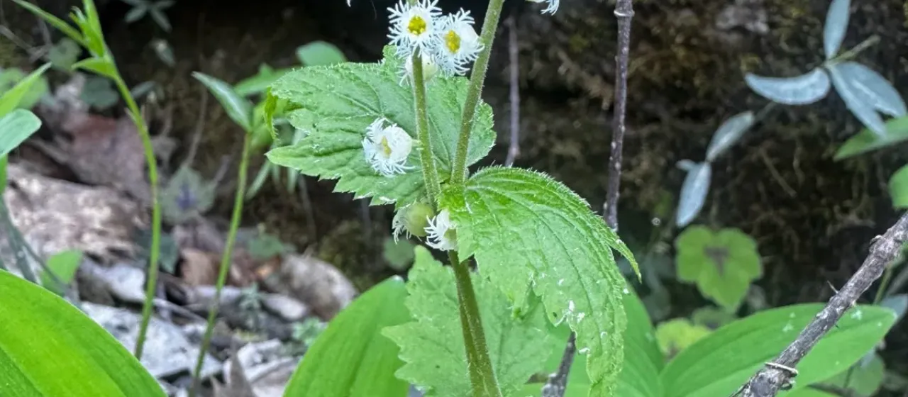 Bishop's cap