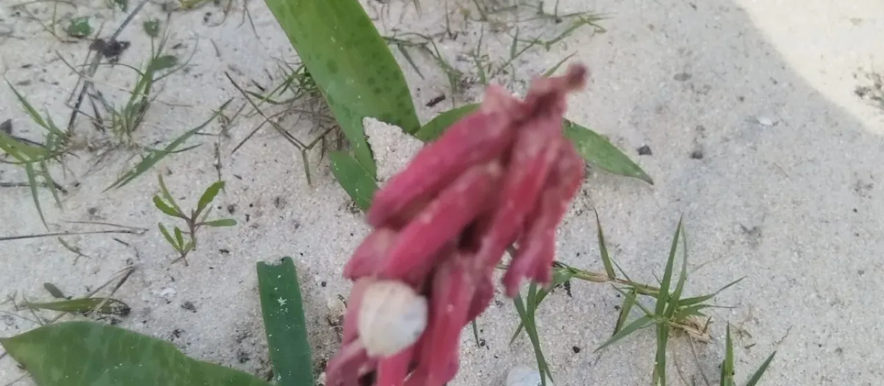 Lachenalia bulbifera