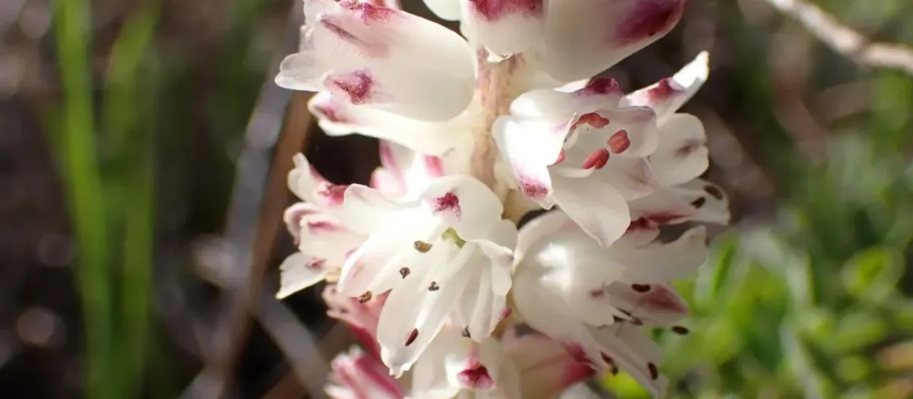 Lachenalia contaminata
