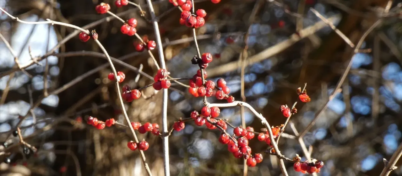 Amur honeysuckle