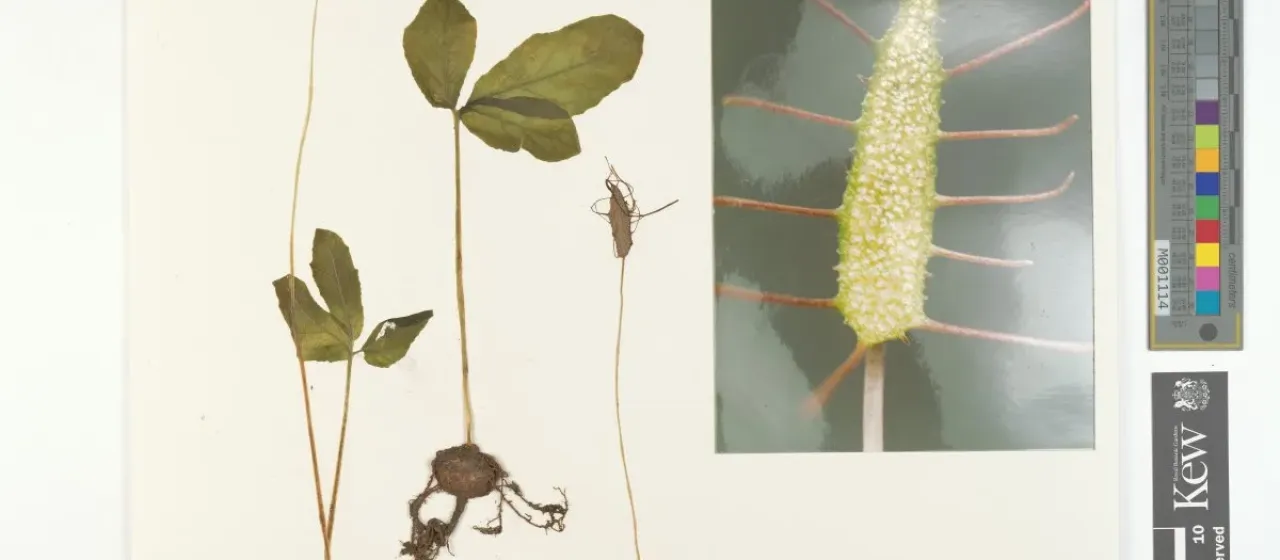 Dorstenia barnimiana
