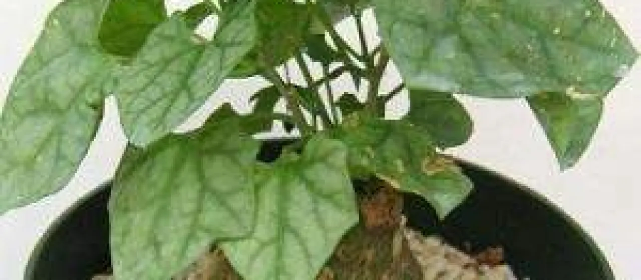 Gerrardanthus lobatus