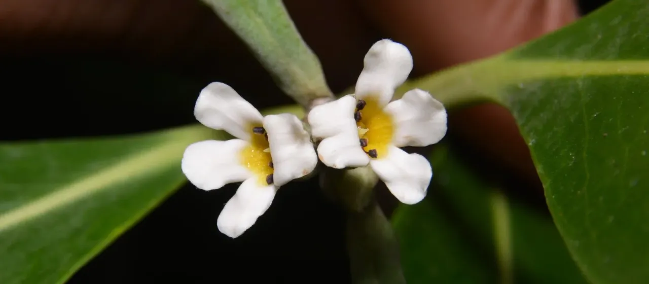 Avicennia schaueriana
