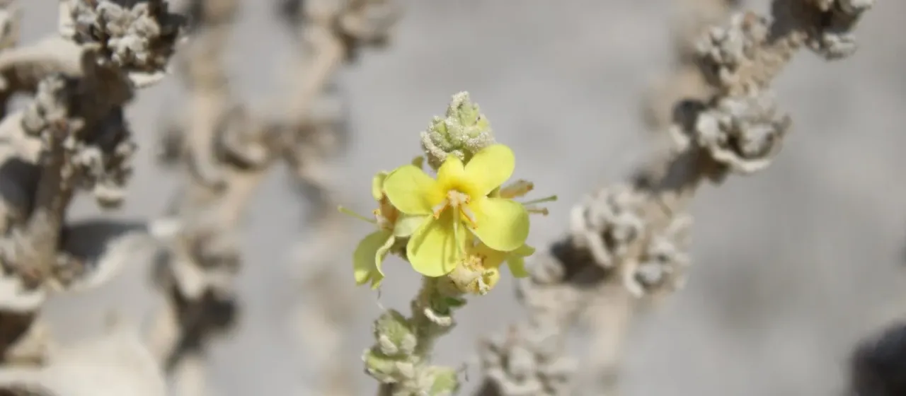 Sinai mullein
