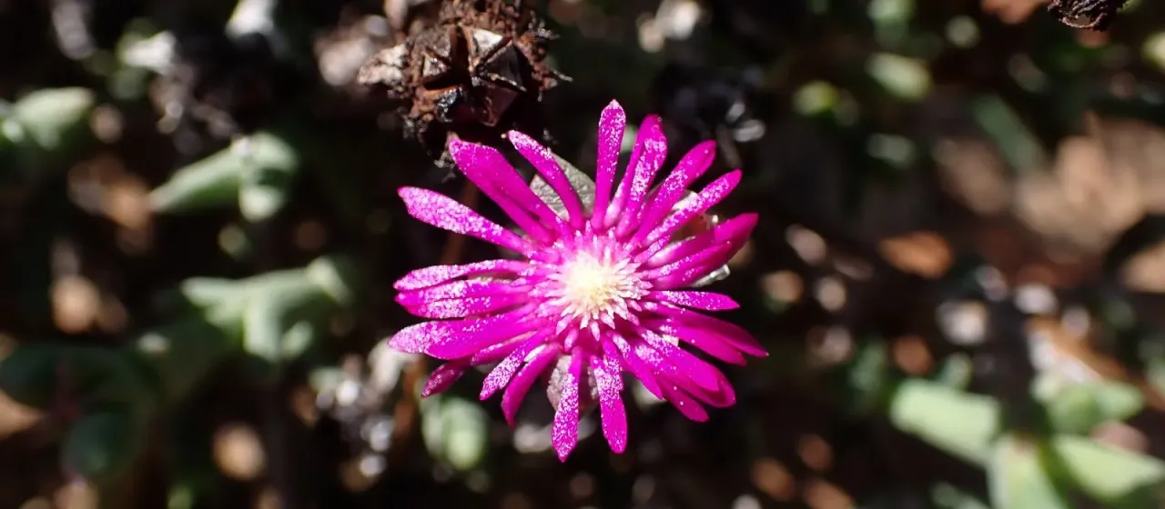 Smicrostigma viride