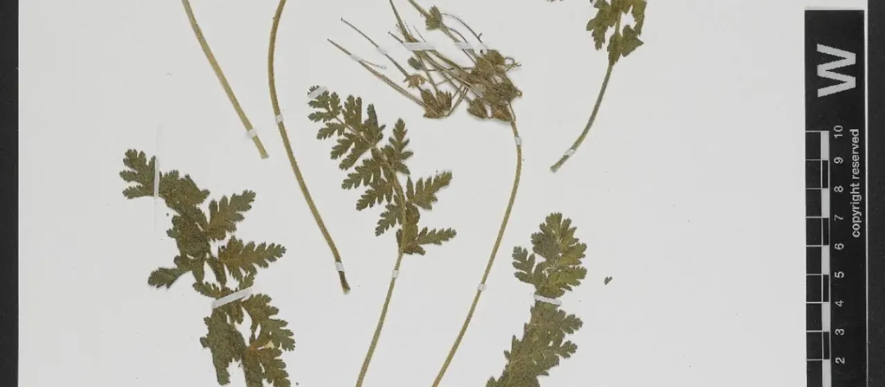 Erodium gaussenianum
