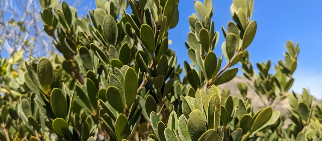 Jacquinia berteroi