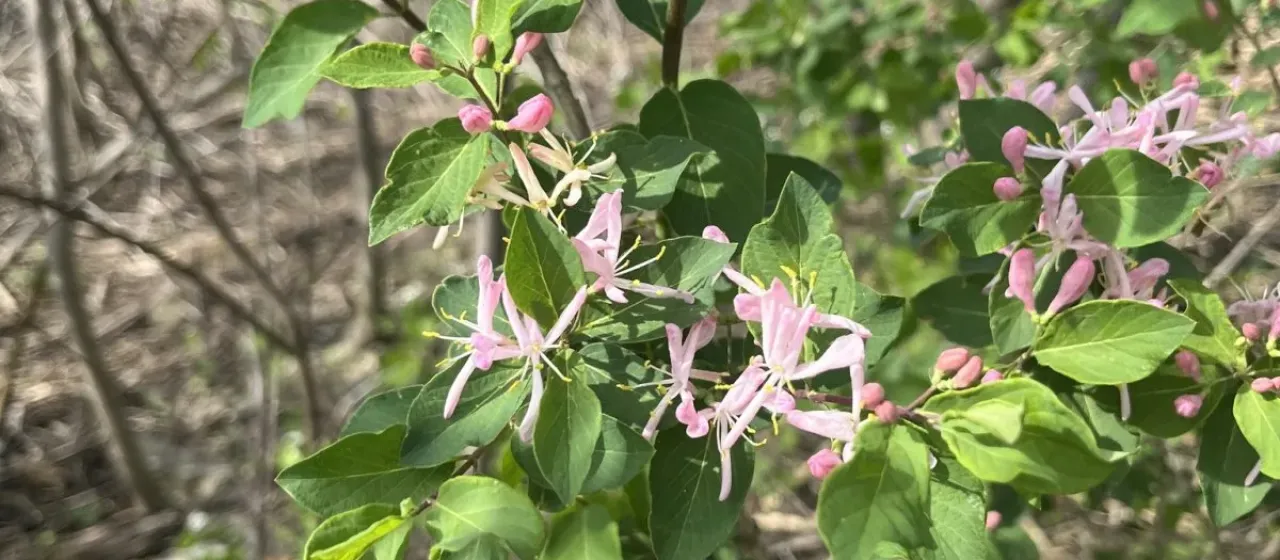 Tartarian honeysuckle