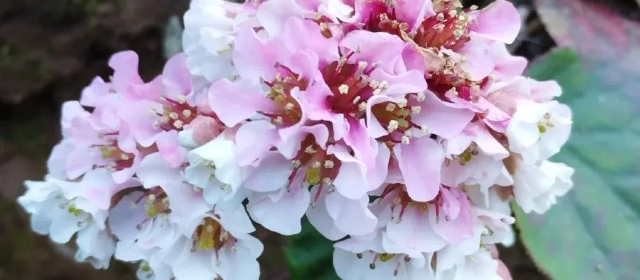 Himalayan bergenia