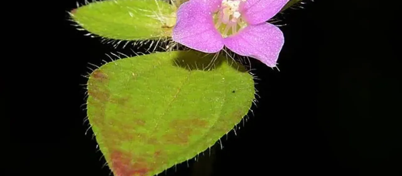Osbeckia muralis