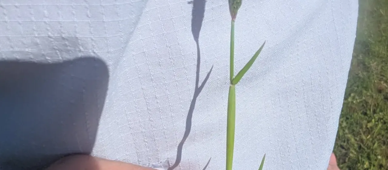 Marsh foxtail