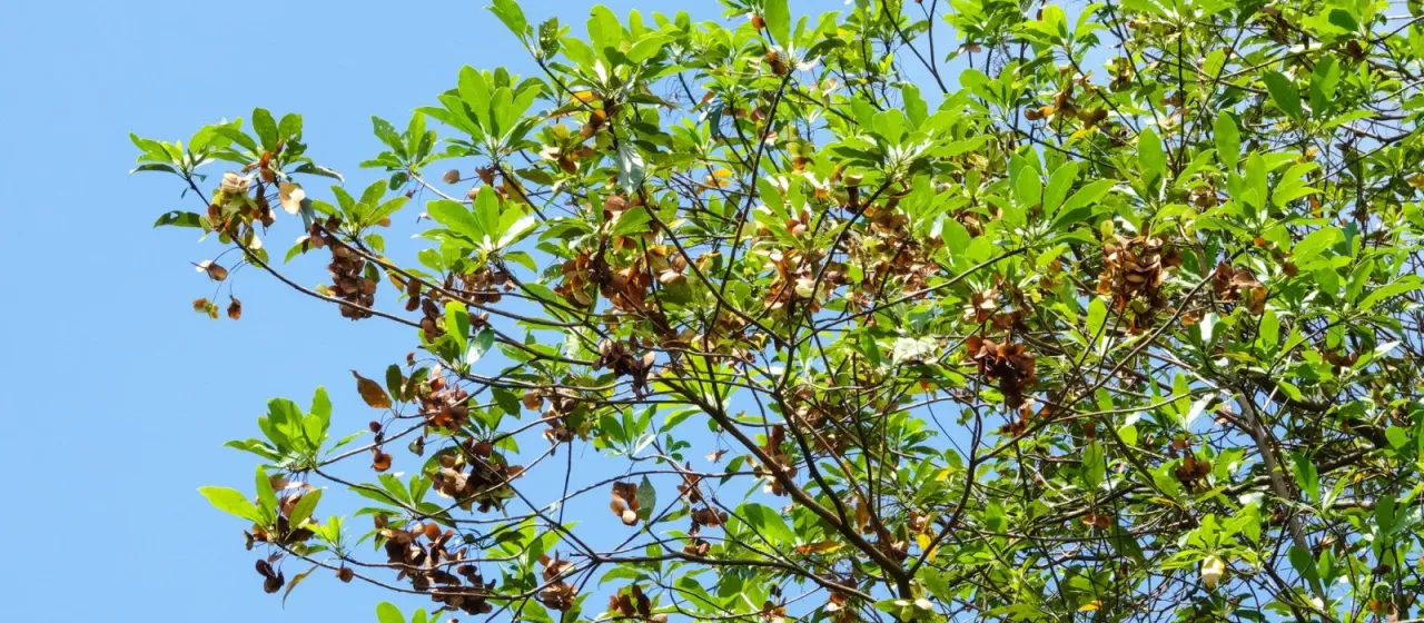 Terminalia calamansanai