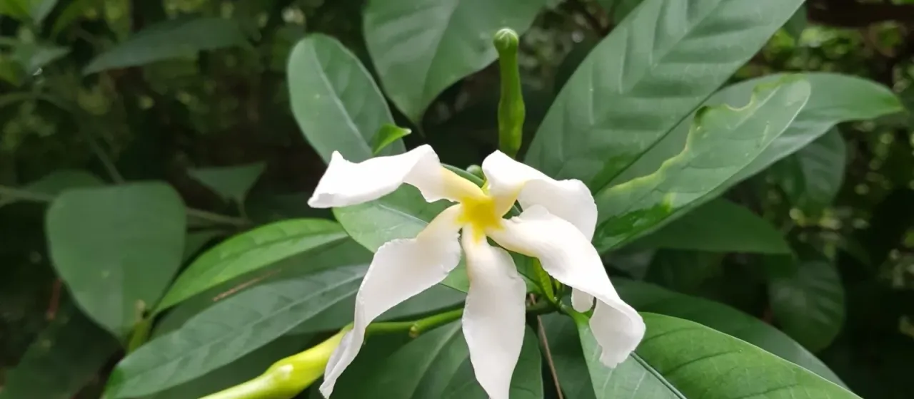 Tabernaemontana africana