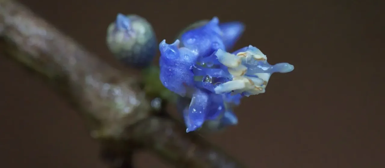 Pternandra coerulescens