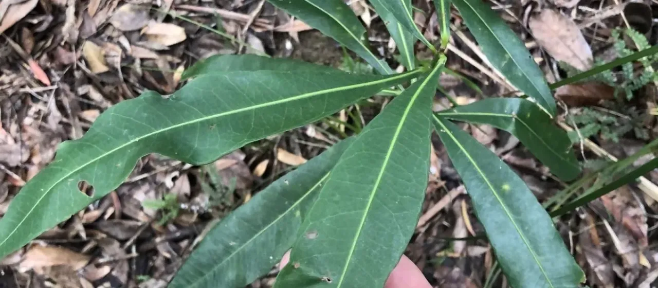 Planchonella chartacea
