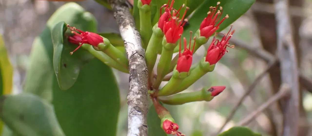 Lumnitzera littorea