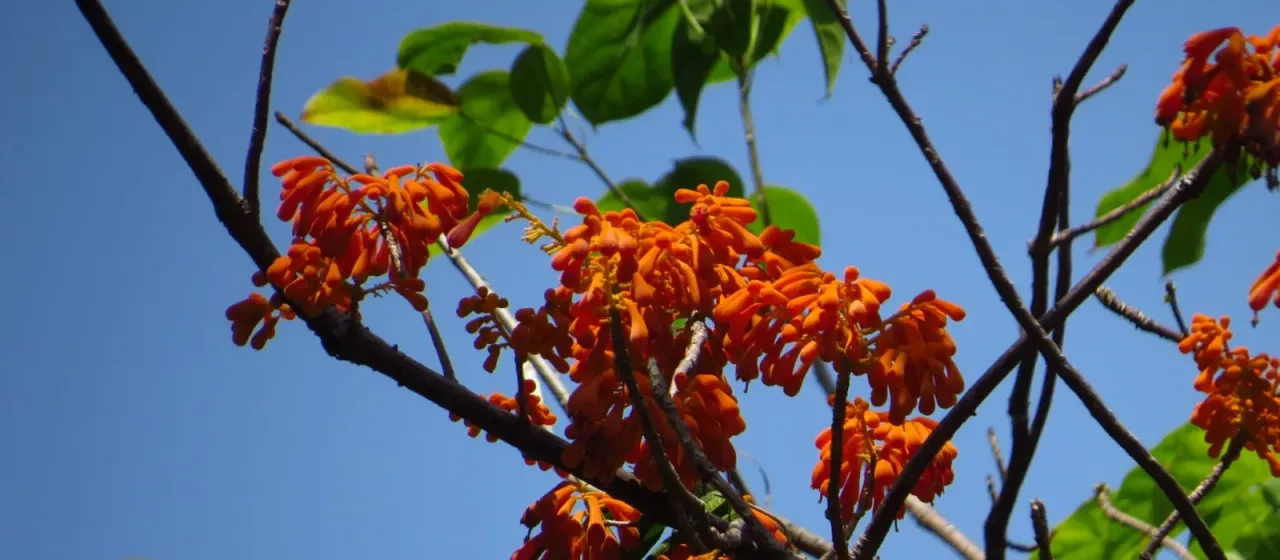 Firmiana malayana