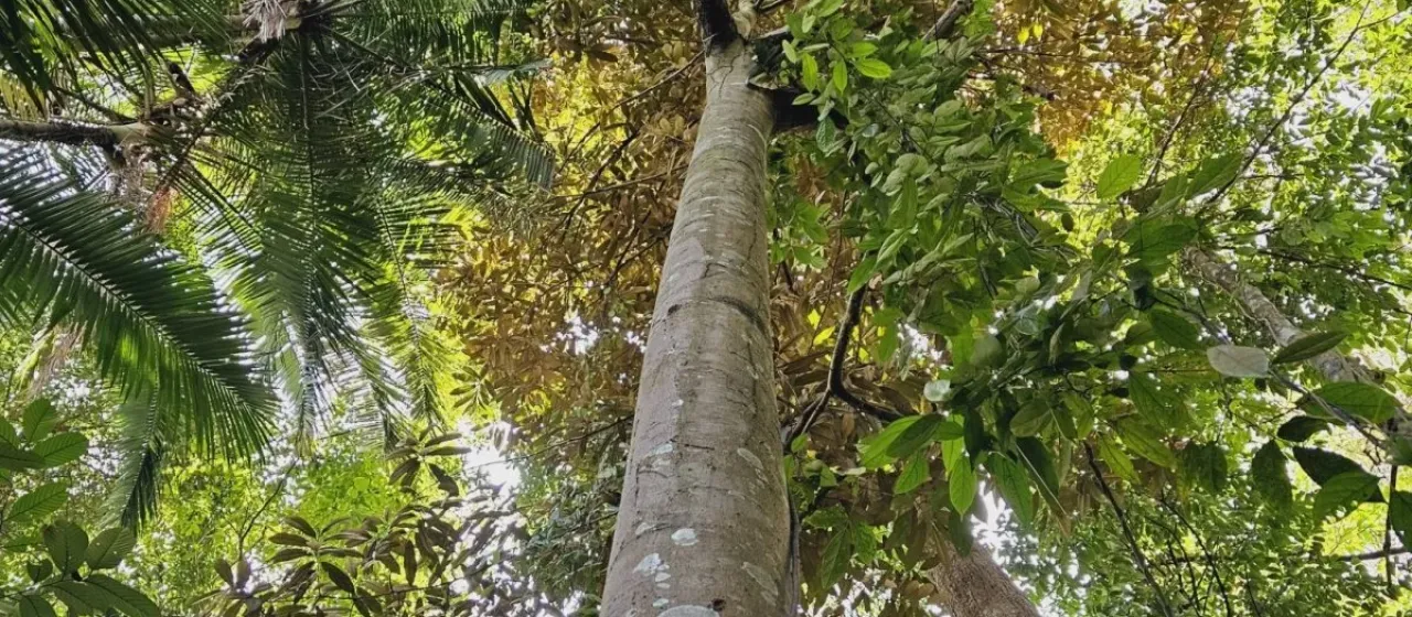 Singapore durian