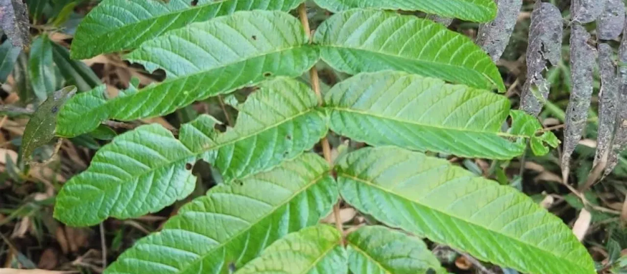 Brunellia comocladifolia