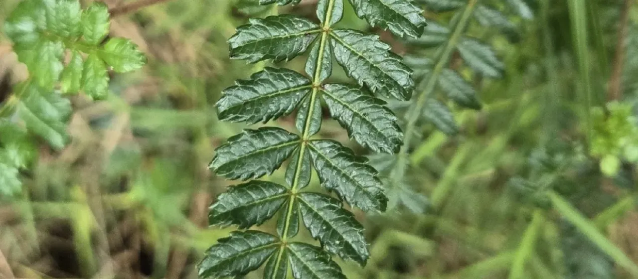 Weinmannia pinnata