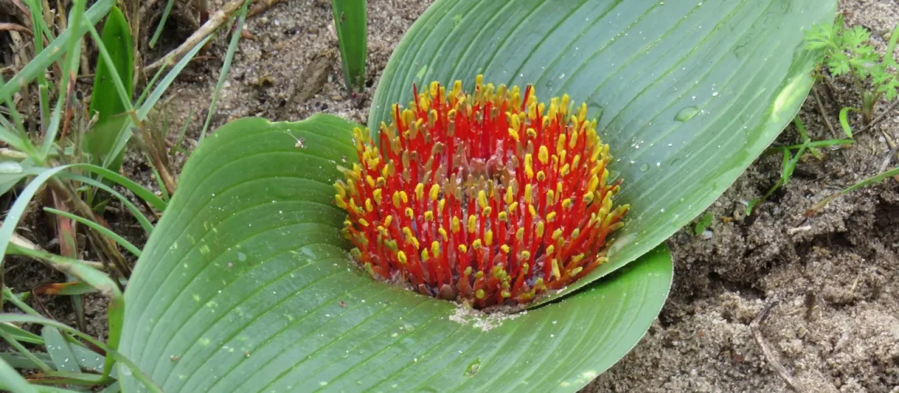 Daubenya zeyheri