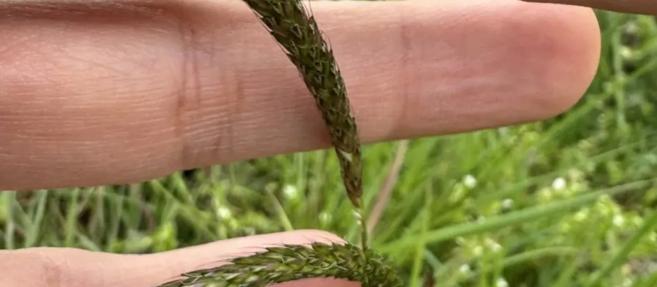 Slender meadow foxtail