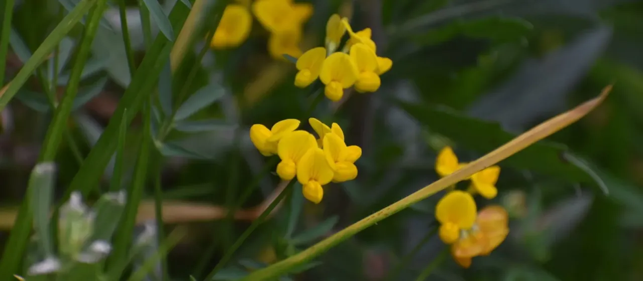 Birdsfoot trefoil