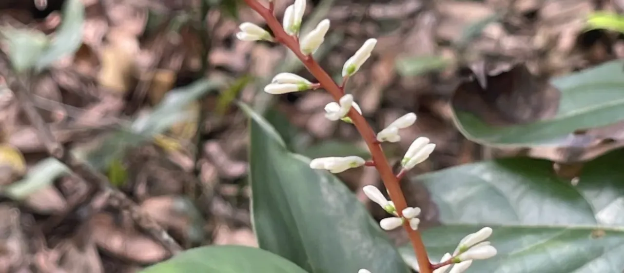 Alpinia oblongifolia