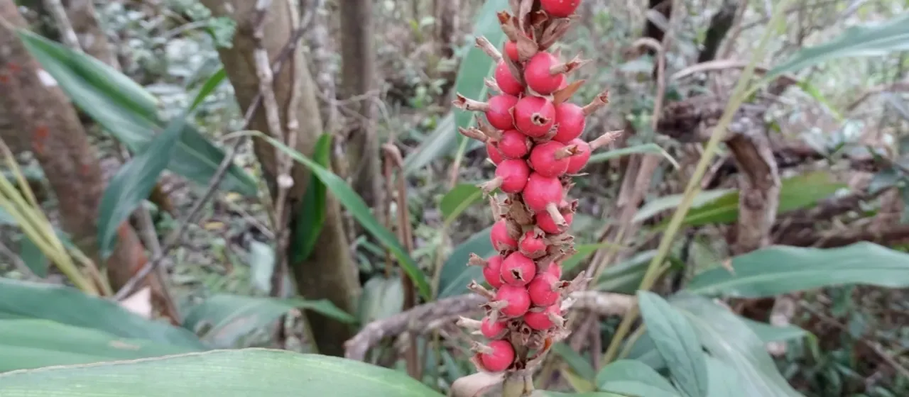 Альпиния колосовидная