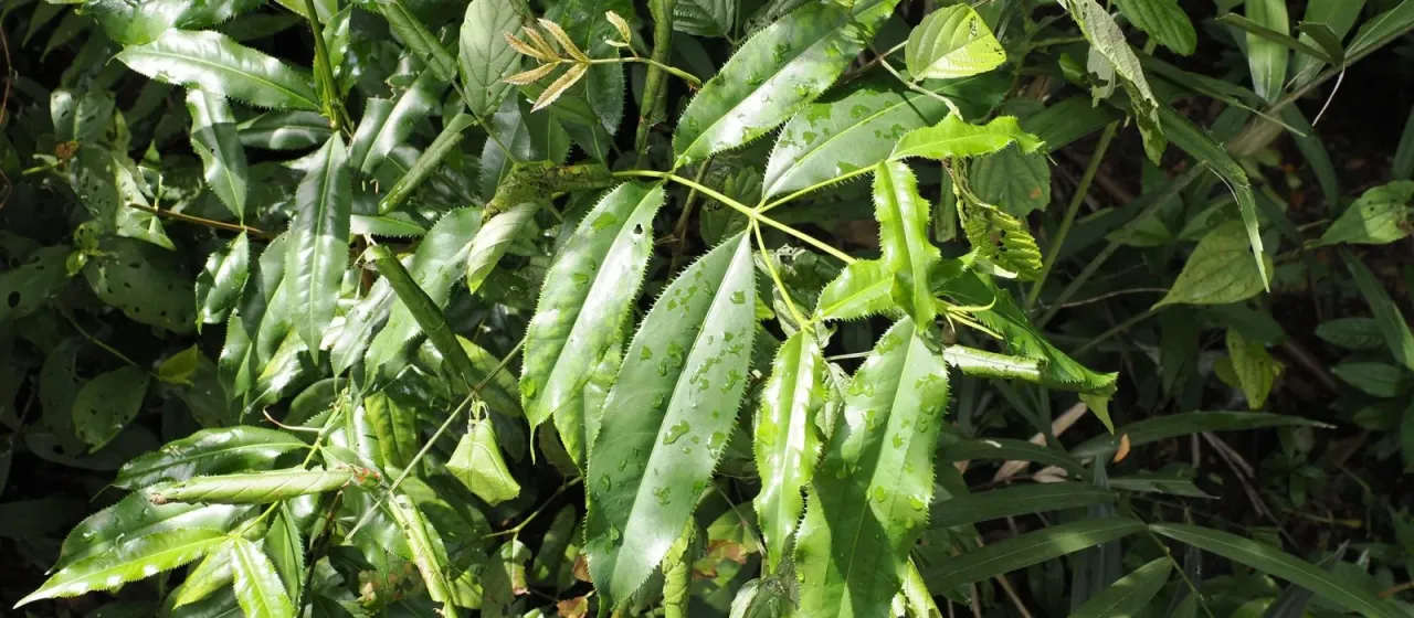 Carallia suffruticosa