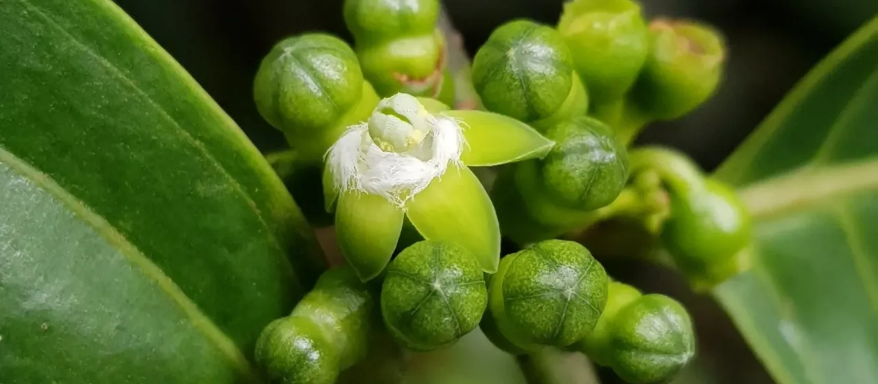 Canthiumera robusta