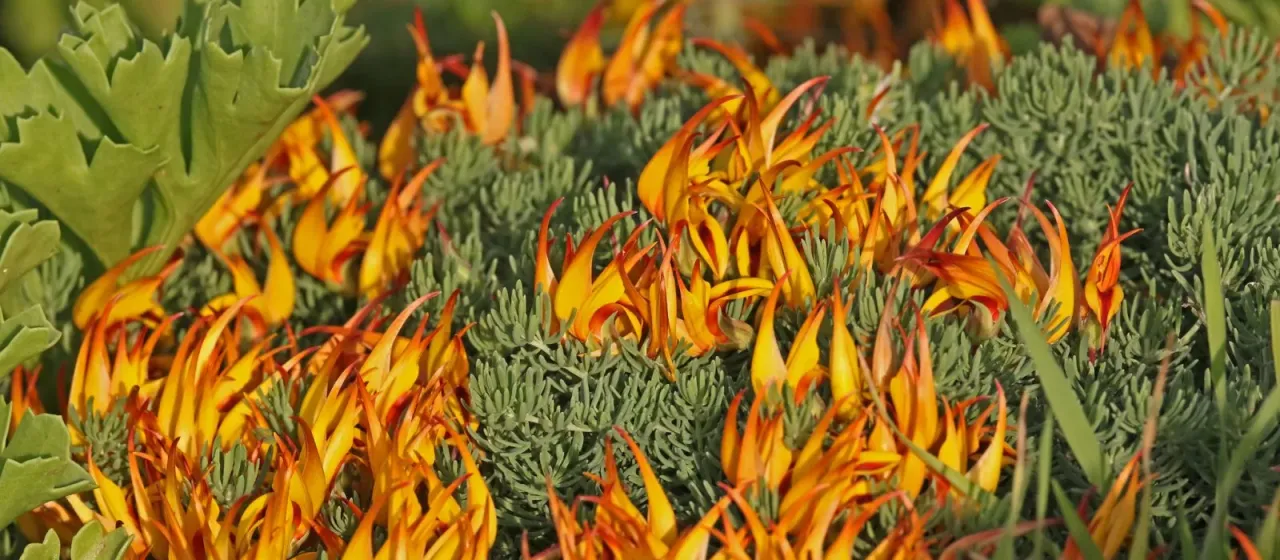 Lotus maculatus