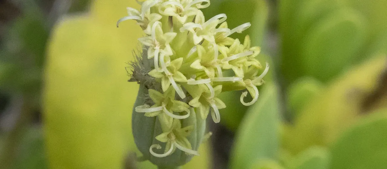 Kleinia grandiflora