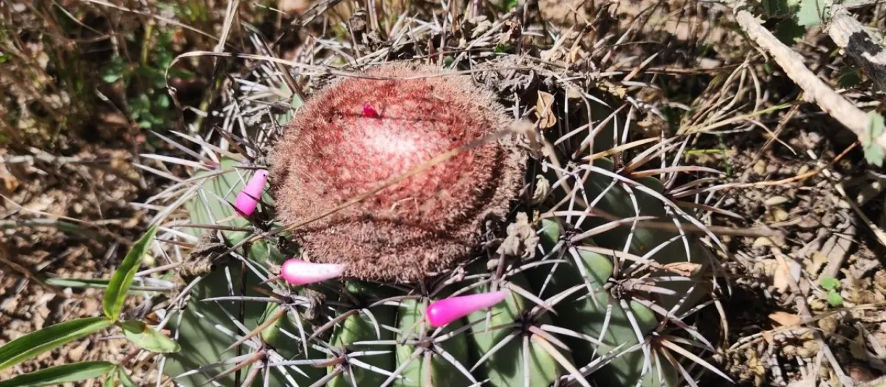 Melocactus pruinosus