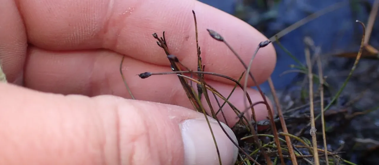 Dwarf hairgrass